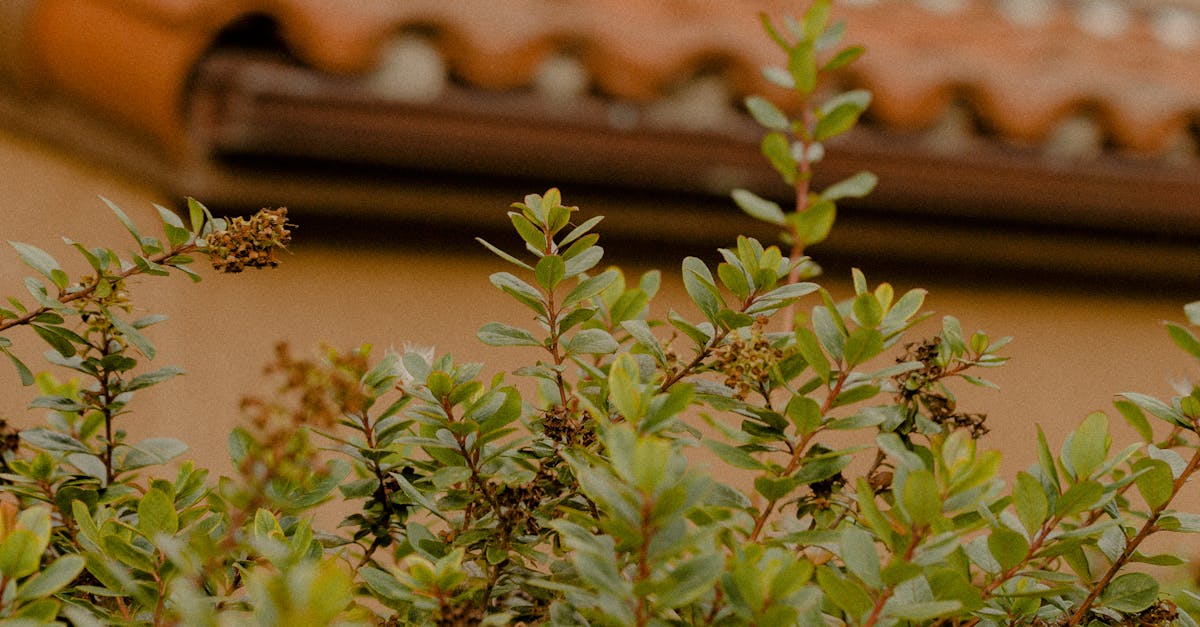 Choosing the Right Roofing Contractor for Repairs